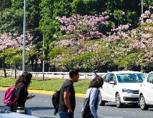 Los árboles primaverales comienzan a florecer en Guadalajara. EL INFORMADOR/ ARTURO NAVARRO
