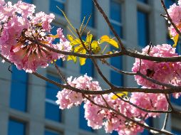 A pesar de que la primavera es una época hermosa, llena de flores, no significa un tiempo maravilloso para vivir en medio de la naturaleza para muchos, ya que representa un verdadero suplicio; también llega la alergia. EL INFORMADOR / A. Navarro