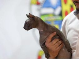 El gato fue adoptado por una estadounidense. SUN