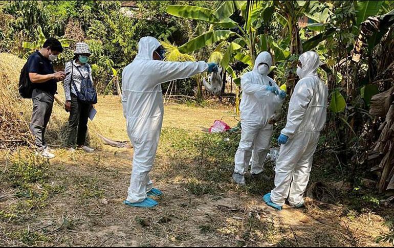 El caso en China se confirma días después de que una niña en Camboya muriera de gripe aviar. AP/Ministerio de Salud de Camboya