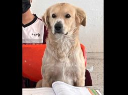 Es un alumno muy perrón, fue uno de los comentarios en redes sociales. SUN