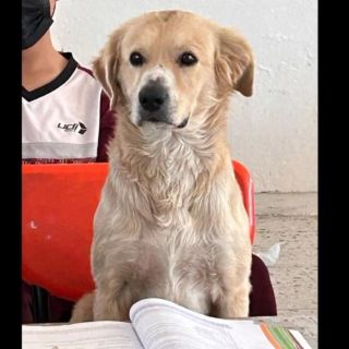 ¡Lo más tierno! Un perro 'toma clases' en secundaria de Durango