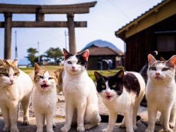 La popularidad de los gatos en Japón sigue creciendo. GETTY IMAGES