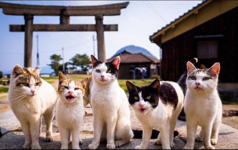 La popularidad de los gatos en Japón sigue creciendo. GETTY IMAGES