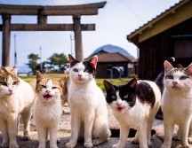 La popularidad de los gatos en Japón sigue creciendo. GETTY IMAGES