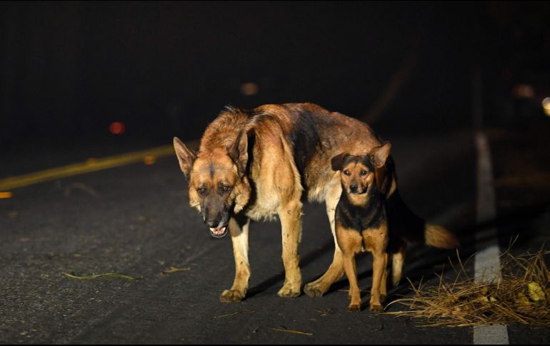 Los genes de los perros salvajes se han modificado a causa de la radiación. AFP/ ARCHIVO