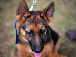 Sugieren no sacar a pasear a tu perro cuando hace más calor, debido a que el asfalto estará más caliente y sus almohadillas se pueden ver afectadas. AFP / ARCHIVO