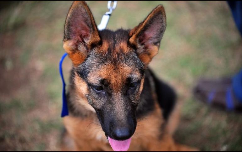 Sugieren no sacar a pasear a tu perro cuando hace más calor, debido a que el asfalto estará más caliente y sus almohadillas se pueden ver afectadas. AFP / ARCHIVO