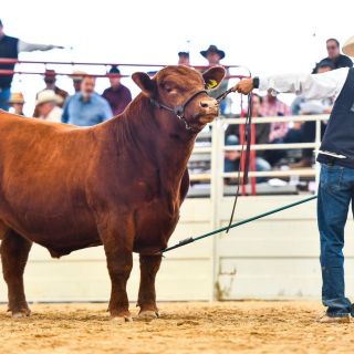 Alistan segundo Congreso Ganadero de las Estrellas 2023