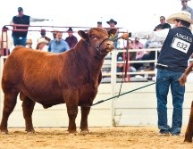La segunda edición del Congreso Ganadero contará con la participación de un amplio grupo de ganaderías locales y nacionales. ESPECIAL