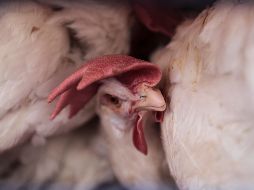 Ante el brote de gripe aviar se declaró una cuarentena, que durará cuatro semanas en las granjas cercanas. Si no se encuentra ninguna especie contaminada, se liberará. EL INFORMADOR / ARCHIVO