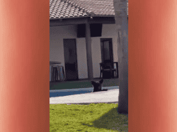 Se puede observar más presencia de osos relacionada con las altas temperaturas. TWITTER / @soyluisgabriel1