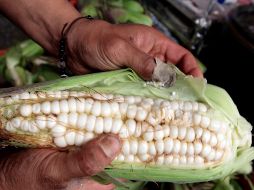 El gobierno mexicano cuenta con 180 días para demostrar a Estados Unidos que la prohibición al maíz transgénico para consumo humano tiene bases científicas. NOTIMEX / ARCHIVO