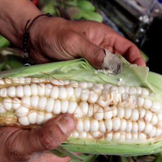 México y EU, con 6 meses para resolver tema de maíz transgénico