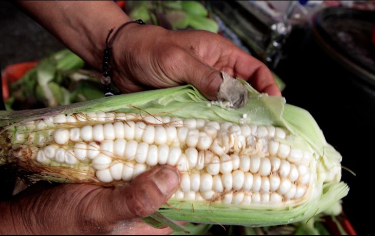 El gobierno mexicano cuenta con 180 días para demostrar a Estados Unidos que la prohibición al maíz transgénico para consumo humano tiene bases científicas. NOTIMEX / ARCHIVO