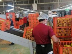 Incorporarán al IMSS a todos los trabajadores de las empacadoras. SUN