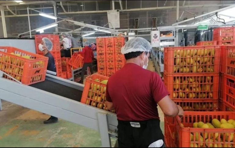 Incorporarán al IMSS a todos los trabajadores de las empacadoras. SUN