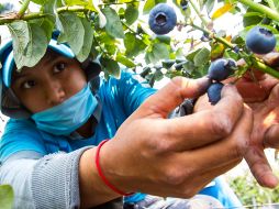 Se incrementa producción de las berries en Jalisco