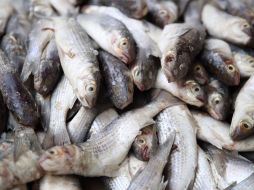 ¿Cuáles son los pescados más baratos de la cuaresma?