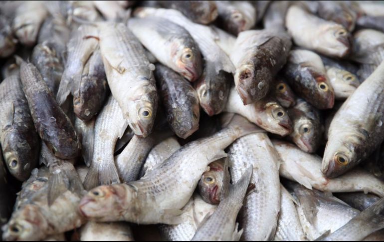 ¿Cuáles son los pescados más baratos de la cuaresma?
