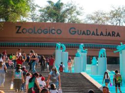 El Zoológico Guadalajara cumple 35 años y prepara grandes sorpresas. EL INFORMADOR/ ARTURO NAVARRO
