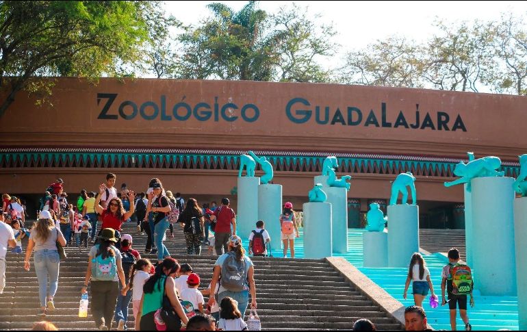 El Zoológico Guadalajara cumple 35 años y prepara grandes sorpresas. EL INFORMADOR/ ARTURO NAVARRO
