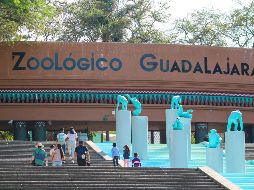 El Zoológico Guadalajara ayuda a la sensibilización de la sociedad sobre la importancia de proteger a los animales. EL INFORMADOR/A. Navarro