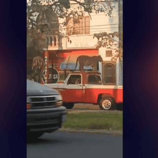 Pasean a tigre de bengala sobre una camioneta en Michoacán (VIDEO)