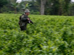La propuesta sobre la hoja de coca se enmarca en una nueva política de drogas. AP/ F. Vergara