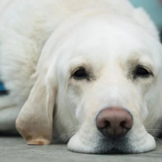 Aseguran veterinaria que operaba como 'carnicería clandestina': vendía carne para tacos en San Luis Potosí