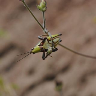 ¿Insectos en tu dieta? Así te pueden beneficiar si los incluyes en tus comidas