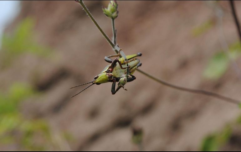 Los insectos son más benéficos para el planeta y nutritivos para nosotros que las proteínas que estamos habitualmente acostumbrados a consumir. PIXABAY