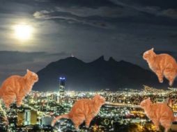 Usuarios se pusieron creativos haciendo memes de gatos. SUN