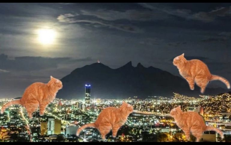 Usuarios se pusieron creativos haciendo memes de gatos. SUN