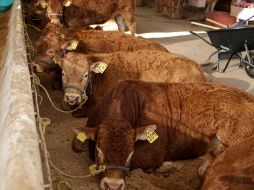 México realiza envíos de 750 mil cabezas de ganado bovino en pie. EL INFORMADOR/C. Zepeda