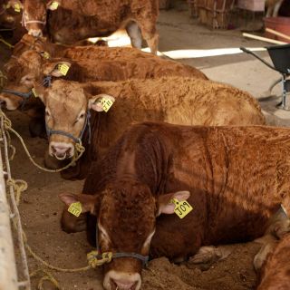 Estados Unidos pretende imponer barrera al comercio de carne mexicana: CNA