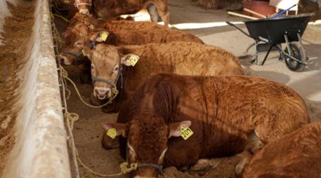 México realiza envíos de 750 mil cabezas de ganado bovino en pie. EL INFORMADOR/C. Zepeda