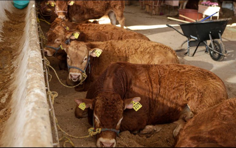 México realiza envíos de 750 mil cabezas de ganado bovino en pie. EL INFORMADOR/C. Zepeda