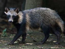 Se cree que el perro mapache fue el que originó la pandemia. ESPECIAL