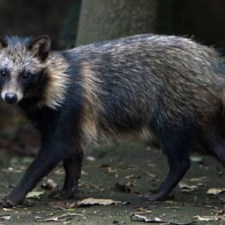 Perro mapache, el posible origen del COVID-19 en el mercado de Wuhan