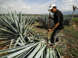 La industria del tequila sigue ganando terreno a nivel mundial gracias a la calidad de los procesos y al compromiso de los productores. EL INFORMADOR/ Archivo