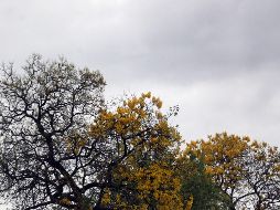 El equinoccio de primavera llega hoy 20 de marzo. EL INFORMADOR/ ARCHIVO