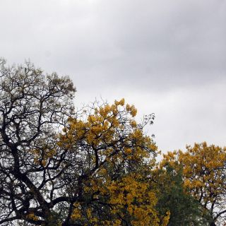 Efemérides: ¿Qué se conmemora hoy, 20 de marzo?