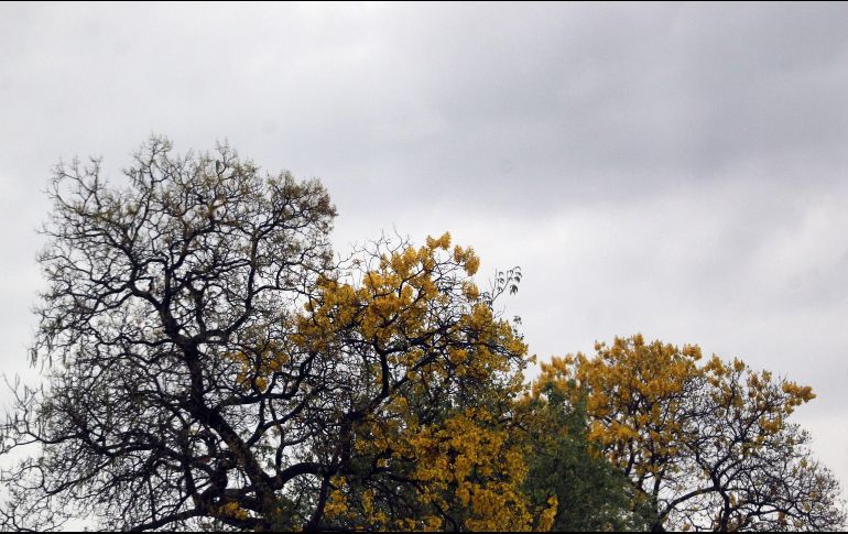 El equinoccio de primavera llega hoy 20 de marzo. EL INFORMADOR/ ARCHIVO