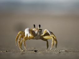 Poco después de que autoridades retiraran al cangrejo, las operaciones continuaron con regularidad y la aeronave aterrizó unos 10 minutos después. ESPECIAL/Foto de Felipe Portella en Unsplash