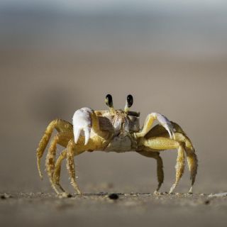 ¡Emergencia! Avión no puede aterrizar en aeropuerto de Brasil por... un cangrejo