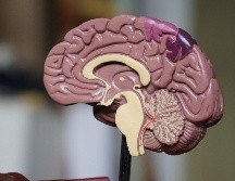 El riesgo de tener epilepsia después de la primera crisis es de 1 a 3% en la población mundial. ESPECIAL/UNSPLASH