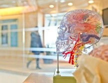 Para un epiléptico, tomar su medicamento adecuado, alimentarse sanamente y saber interpretar las señales que manda su cuerpo es esencial. ESPECIAL/Foto de jesse orrico en Unsplash