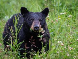 El oso fue llevado a un albergue animal, donde lleva una vida saludable. ESPECIAL/Foto de Pete Nuij en Unsplash