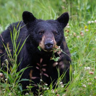 Compra un perrito, lo tiene dos años en su casa y resultó ser... ¡un oso!